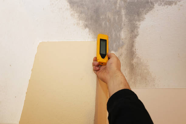 Best Emergency Mold Remediation  in North Lauderdale, FL