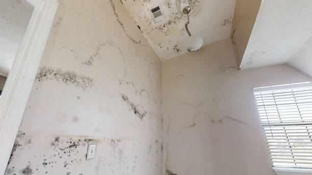 Best Black Mold Removal  in North Lauderdale, FL