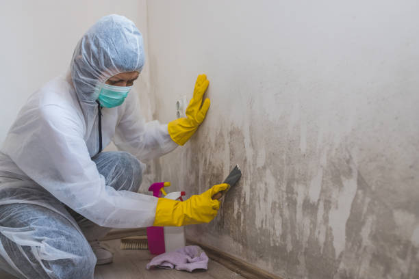 Best Basement Mold Removal  in North Lauderdale, FL