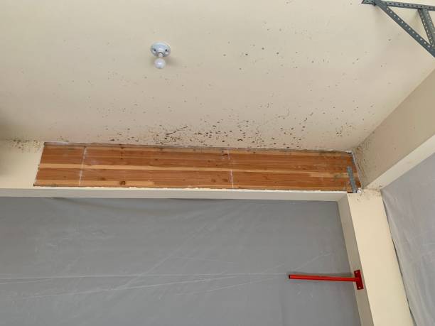 Best Mold Prevention Services  in North Lauderdale, FL